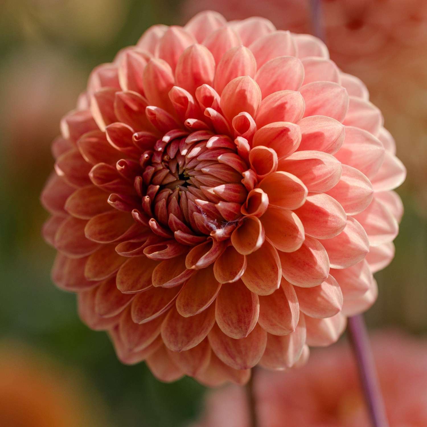 Dahlie 'Beatrice'